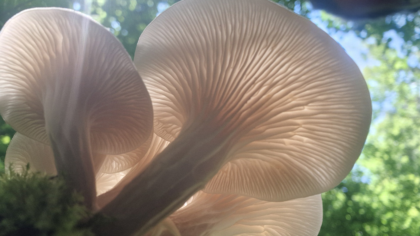 Photo © Lisa Rick Pleurotus cornucopiae by Lisa Rick